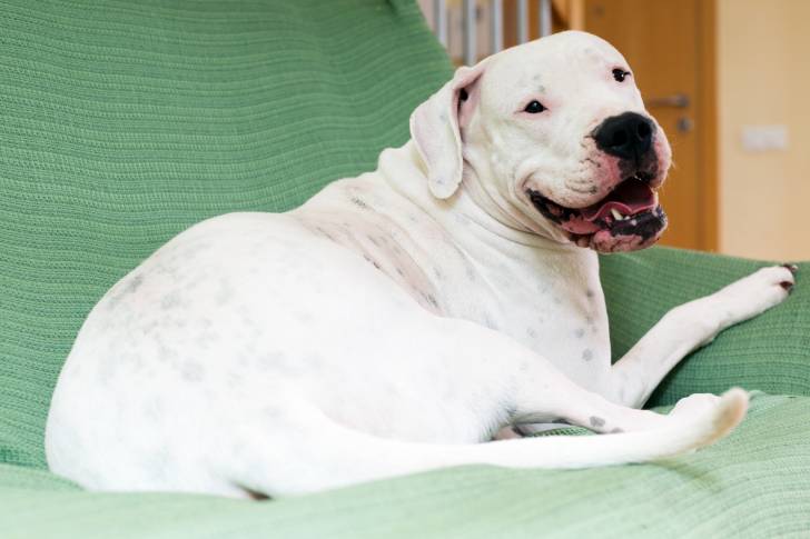 Photo Dogue Argentin