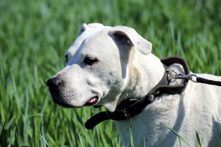 Un Dogue Argentin tenu en laisse
