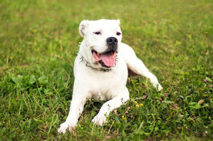 Un Dogue Argentin allongé dans l'herbe avec la langue pendue
