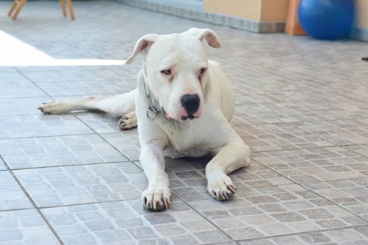 Un Dogue Argentin allongé par terre