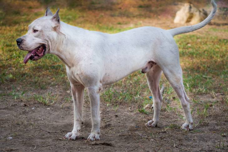 Photo Dogue Argentin
