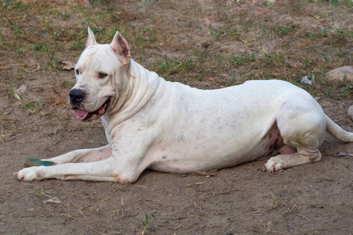 Photo Dogue Argentin