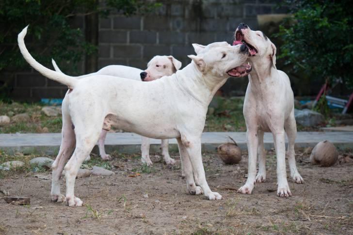 Plusieurs Dogues Argentins en promenade ensemble