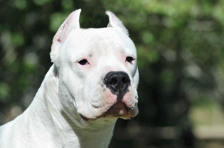 Un Dogue Argentin vu de face et de très près 