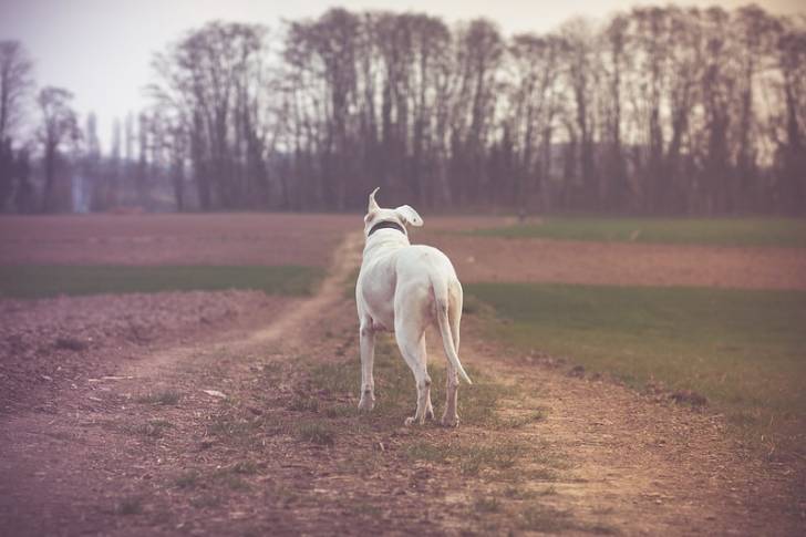 Un Dogue Argentin vu de dos sur un chemin de campagne