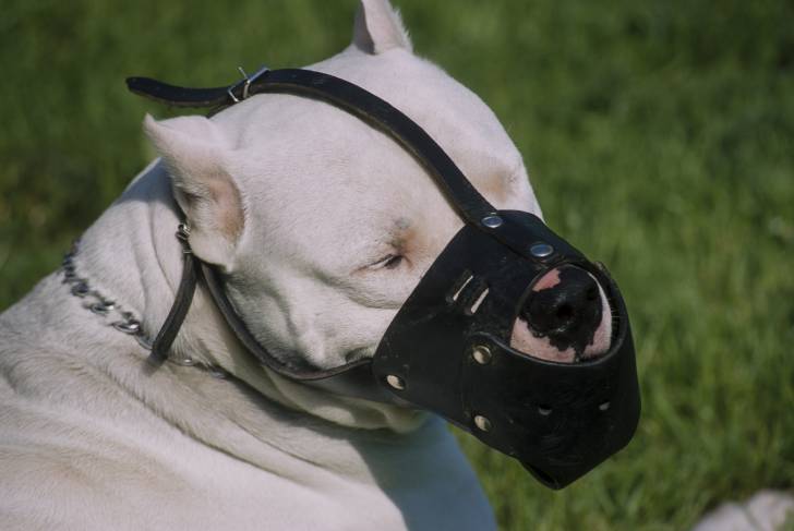 Un Dogue Argentin qui porte une muselière