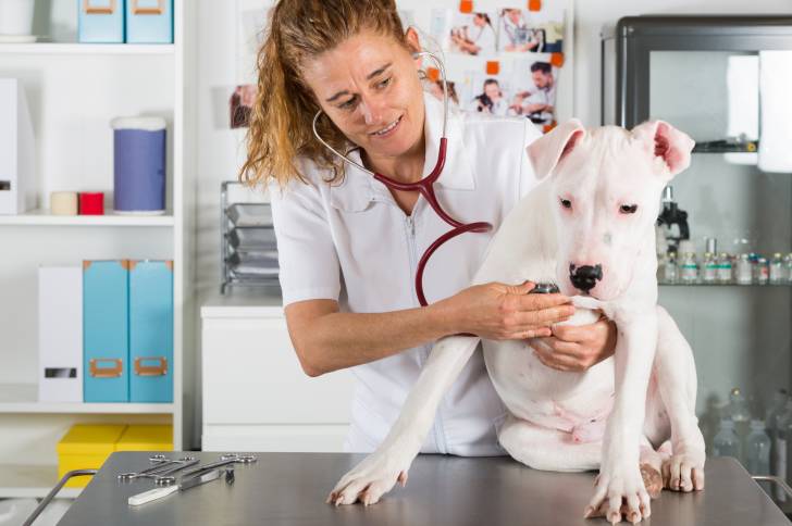 Un Dogue Argentin chez le vétérinaire 