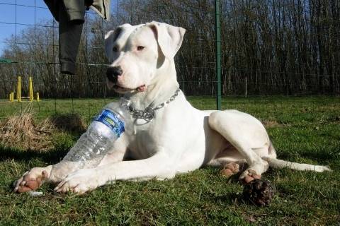 Big - Dogue Argentin Mâle (2 ans)