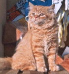 Highland Straight - Highland Straight