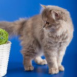 Photo Highland Straight