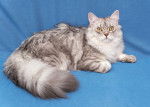 Un Highland Straight gris tabby sur un fond bleu