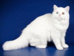 Un Scottish Longhair blanc aux yeux vairons