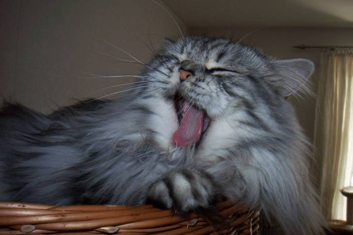 Photo Highland Straight