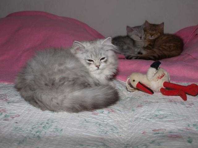 Scottish/Highland Straight des Rêves du Sud - Highland Straight