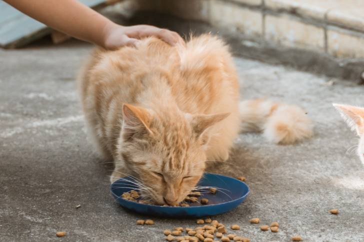 Un Mandarin caressé pendant qu'il mange