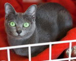 Un Korat gris aux yeux verts allongé sur un coussin rouge