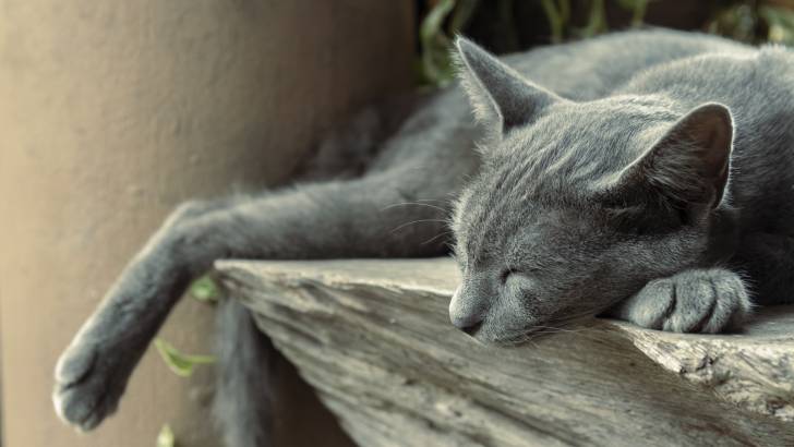 Un Korat en train de dormir