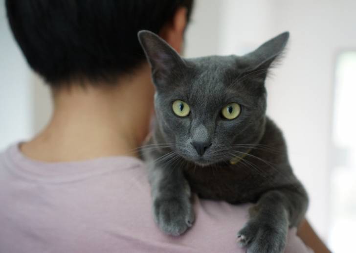 Un Korat agrippé à l'épaule de son maître