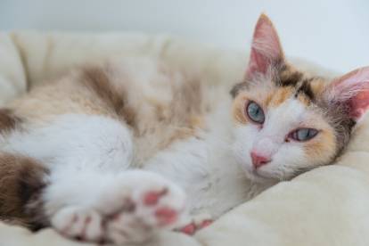 Un LaPerm tricolore aux yeux bleus couché dans son panier