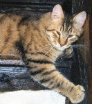 Pixie Bob - Pixie Bob