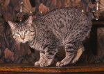 Un Pixie Bob spotted tabby debout sur un meuble