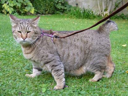 Un Pixie-Bob part en promenade en laisse avec son maître