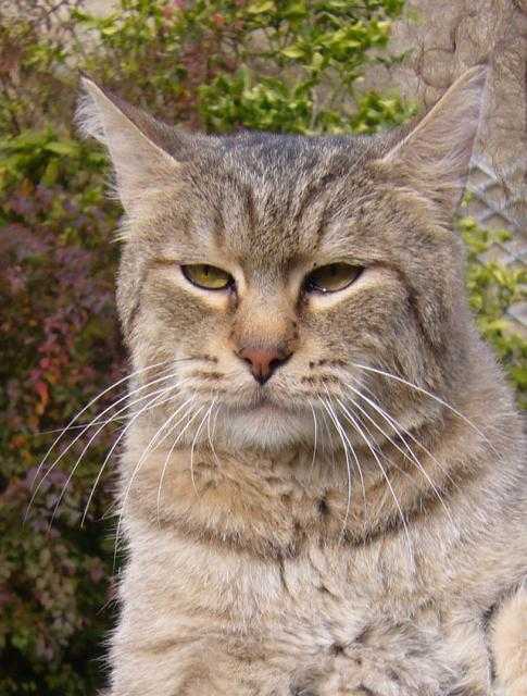 pixie-bobs du FarWest - Pixie Bob