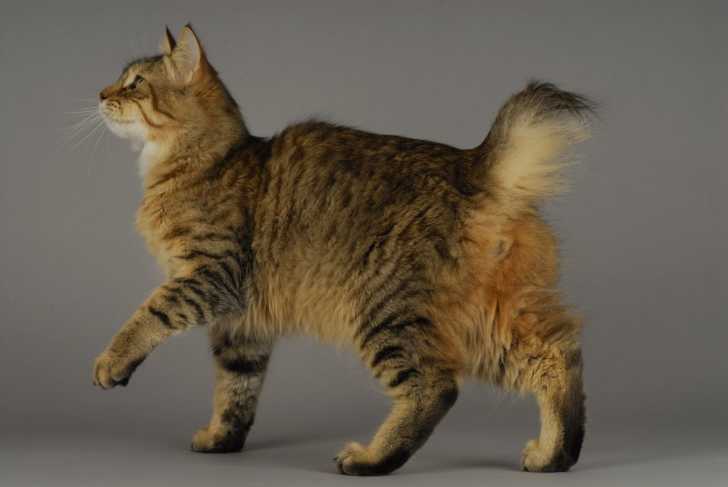 Un Pixie-Bob brun tabby avec une toute petite queue