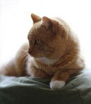 Ginger - Manx (14 ans)