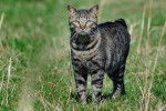 Un Manx tigré debout dans un pré