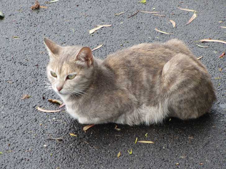 Le Manx - Manx