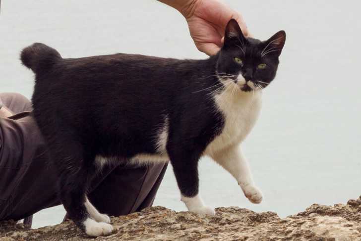 Un Manx noir et blanc