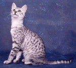 Mau Egyptien - Mau Égyptien