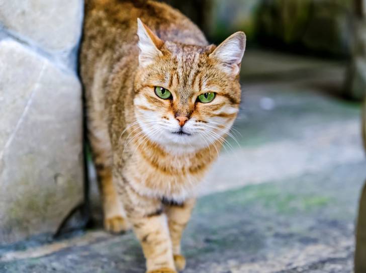 Un Mau Egyptien aux yeux verts en extérieur