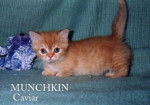 Munchkin - Munchkin