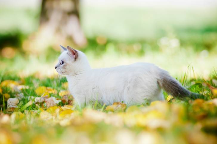 Un chaton Munchkin debout dans l'herbe
