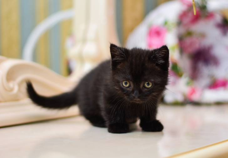 Un chaton Munchkin noir debout sur un meuble