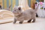 Un chaton Munchkin gris