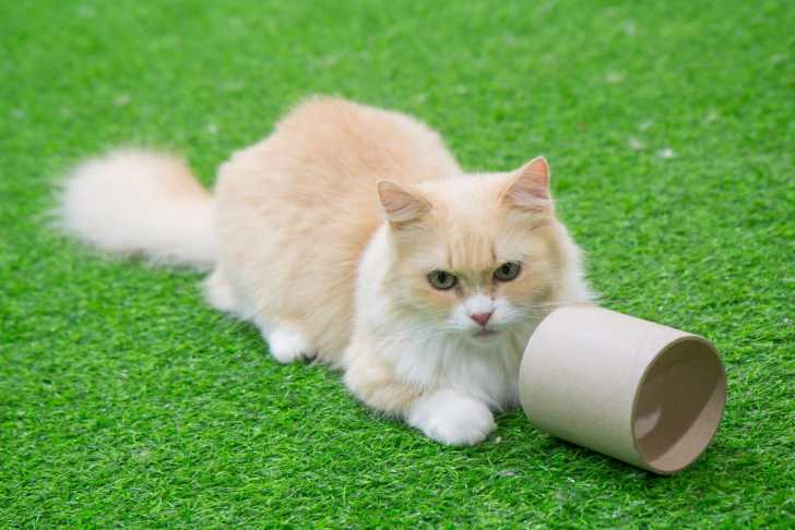 Un Munchkin joue avec un rouleau sur un sol vert