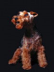 Photo Welsh Terrier