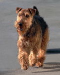 Photo Welsh Terrier
