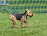 Photo Welsh Terrier