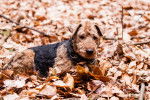 Photo Welsh Terrier