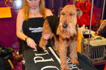Photo Welsh Terrier