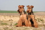 Photo Welsh Terrier