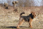 Photo Welsh Terrier