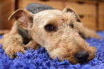 Photo Welsh Terrier