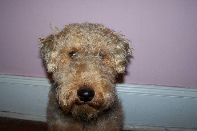 Cardiff - Welsh Terrier Mâle