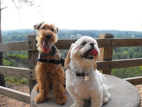 Photo Welsh Terrier
