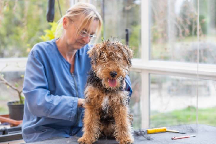 Photo Welsh Terrier